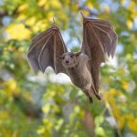 Explainer: Bats,diseases and role in ecosystem