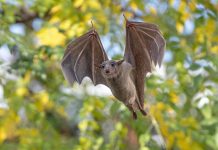 Explainer: Bats,diseases and role in ecosystem